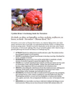 Scribd Document 70803270